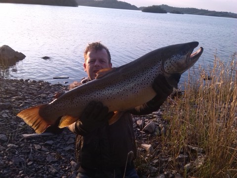 14 lb brown trout to Lough Muckno angler.jpg